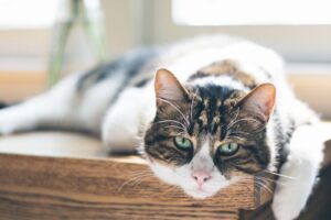 Read more about the article Kot wymiotuje po jedzeniu – jak radzić sobie z problemami trawiennymi u kota