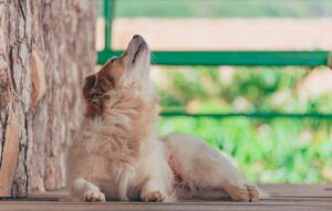 Read more about the article Dlaczego pies wyje? Sprawdź, co może oznaczać wycie psa