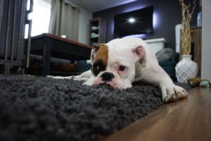 Read more about the article Lęk separacyjny u psa – skąd się bierze i jak sobie z nim radzić?
