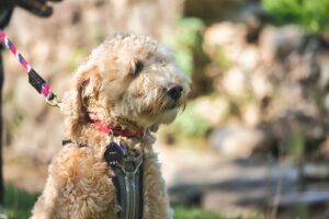 Read more about the article Leptospiroza u psa: Objawy, diagnoza i leczenie