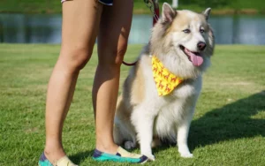 Read more about the article Znaczenie żółtej wstążki u psa: Wyjaśniamy