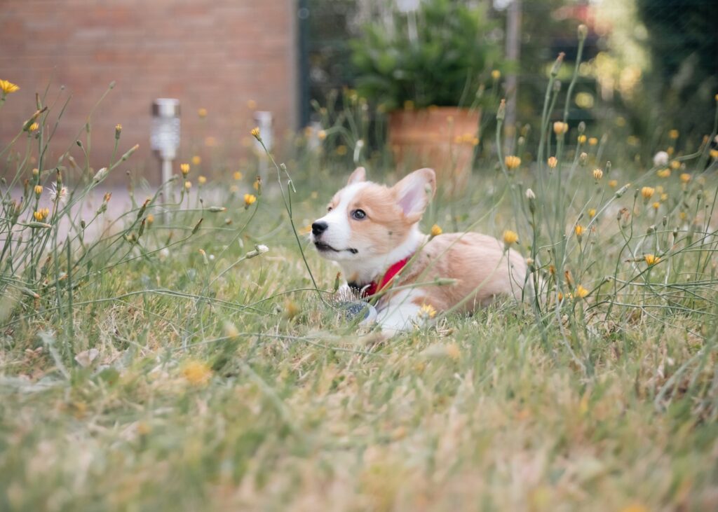 pies leżący na trawie