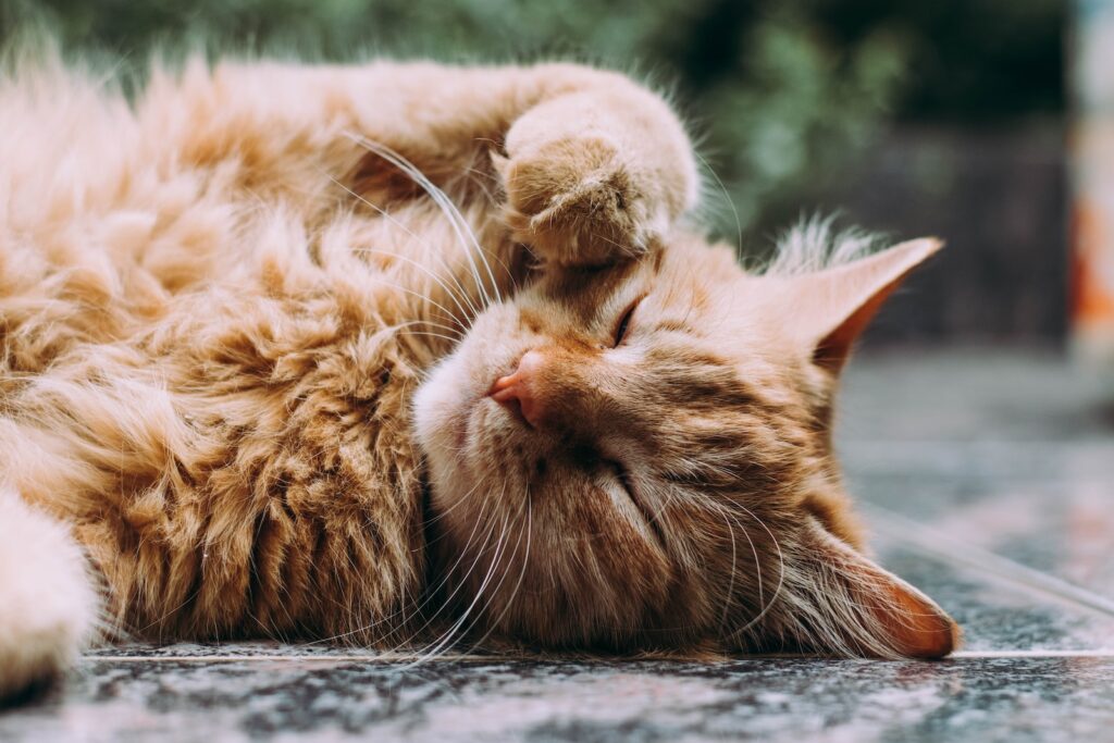 śpi pomarańczowy kot perski