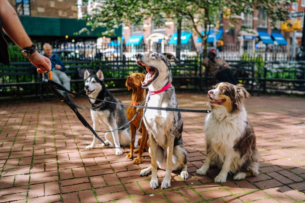 cztery psy w parku na smyczy