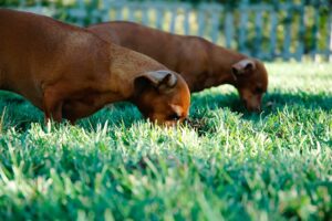 Read more about the article Dlaczego pies je trawę? Przyczyny i objaśnienia jedzenia trawy przez psa.