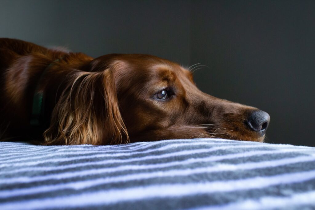 krótkowłosy brązowy pies leżący na narzucie w niebiesko-białe paski