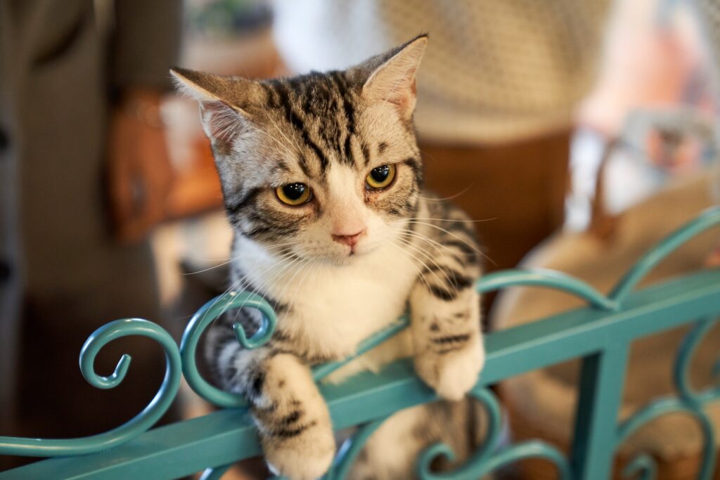 brązowy pręgowany kot na turkusowej metalowej bramie