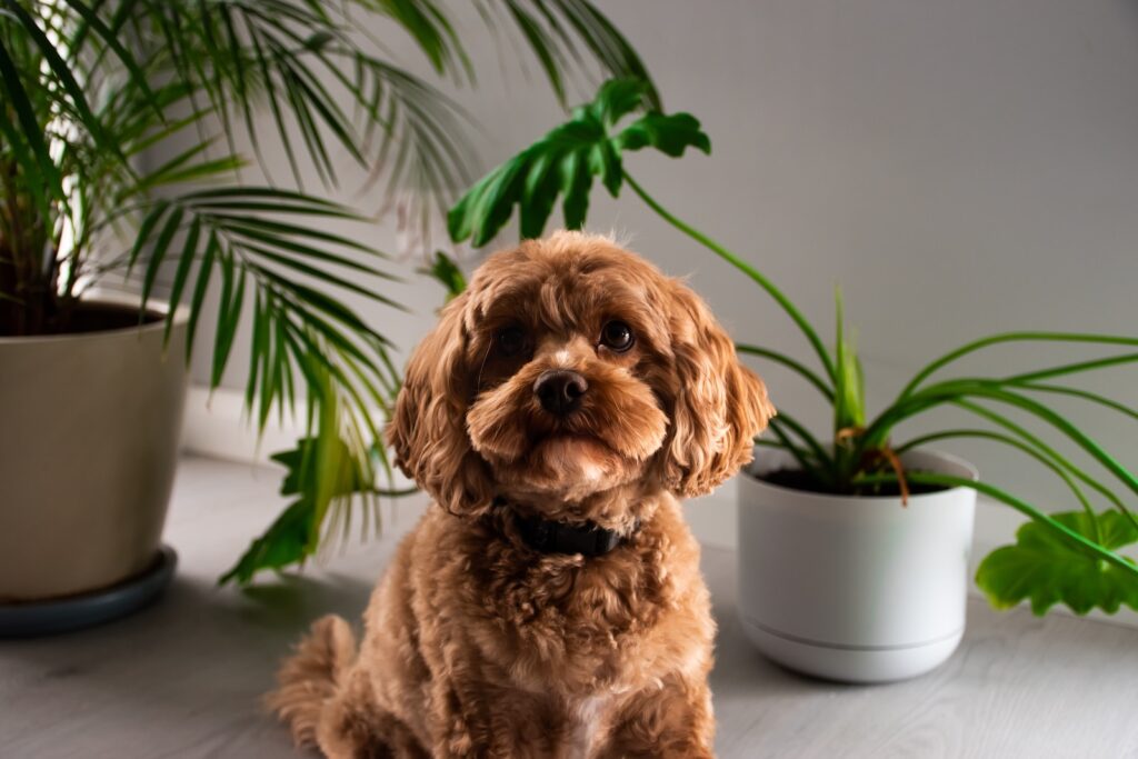 brązowy pies siedzący obok rośliny doniczkowej