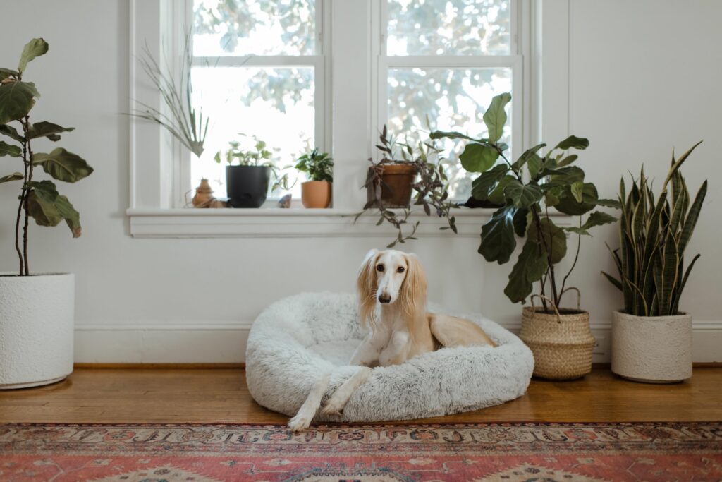 biały i brązowy pies o krótkiej sierści leżący na białym łóżku dla zwierząt