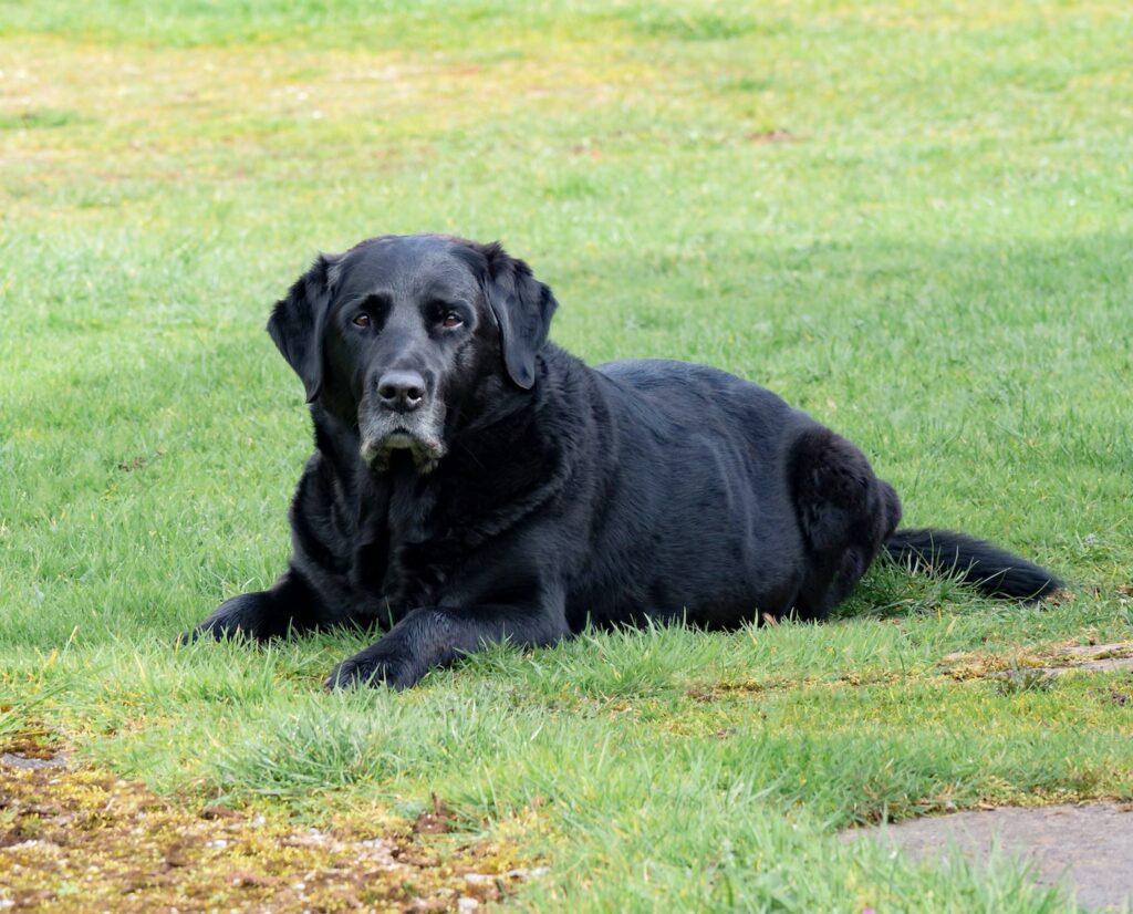 dorosły czarny Labrador retriever leżący na polu trawy