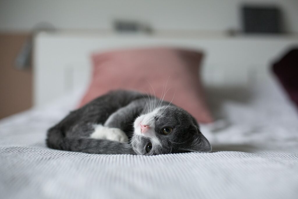 kotek leżący na łóżku