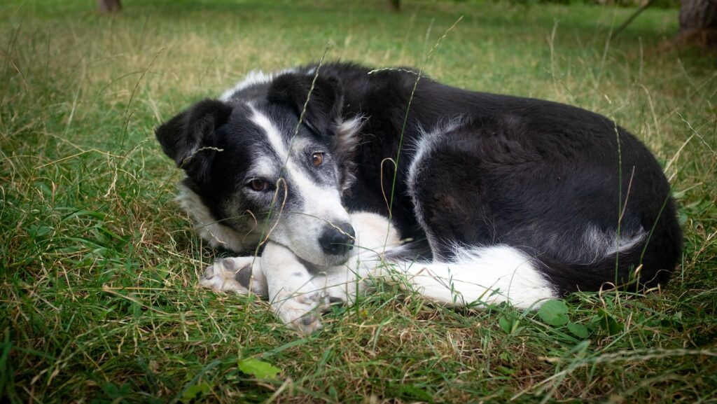 czarno-biały pies w trawie