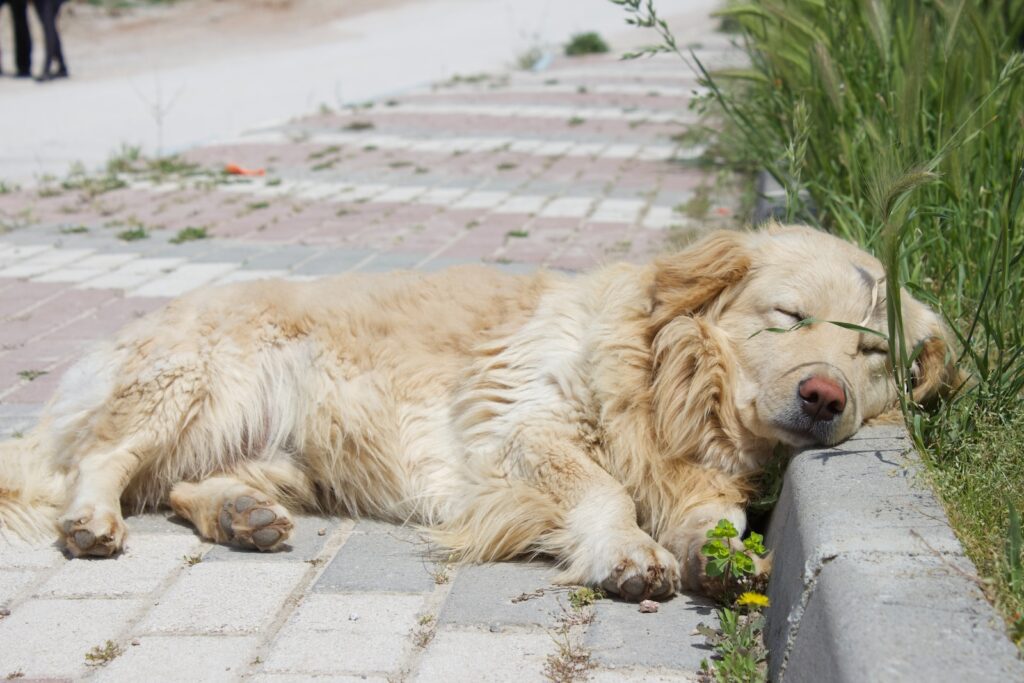 duży pies leżący na chodniku obok rośliny