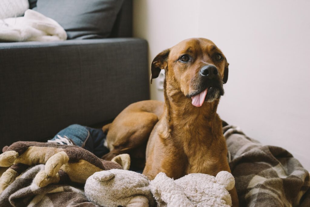 krótkowłosy jasnobrązowy pies leżący na brązowym i brązowym łóżku dla zwierząt