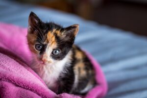 Read more about the article Choroba sieroca u kota: Czym się objawia i jak sobie radzić z chorobą sierocą u kota?