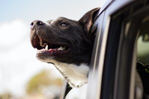 Read more about the article Choroba lokomocyjna u psów: jak pomóc pupilowi przeżyć podróż