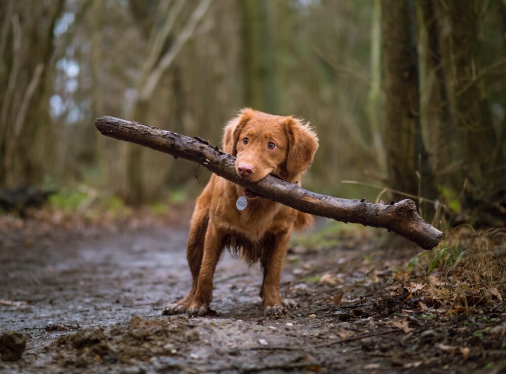 pies gryzie brązowego drewna na drodze