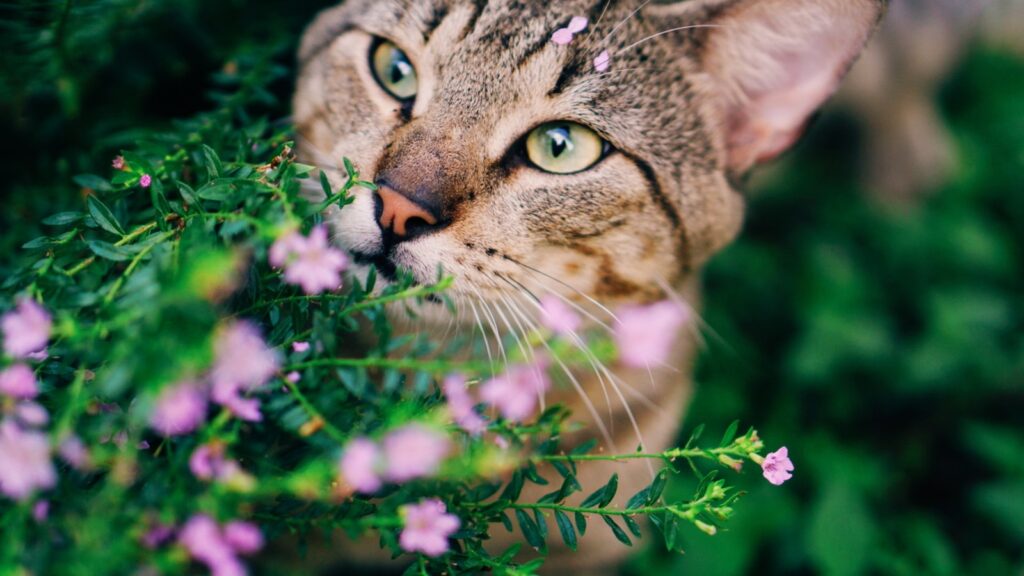 zbliżenie kota w pobliżu niektórych kwiatów