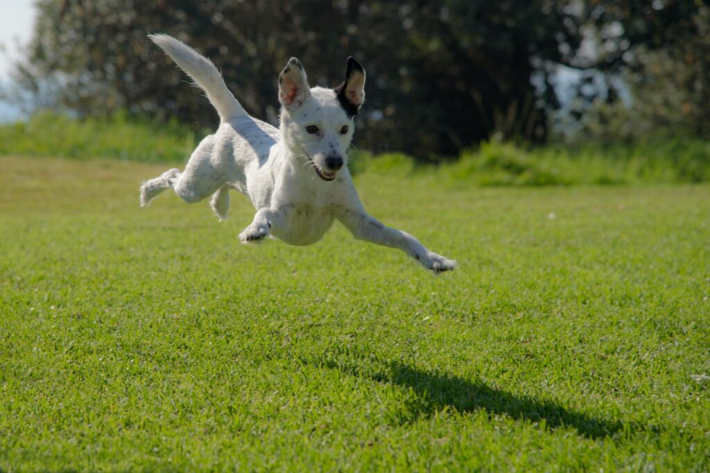pies skacze na trawniku w ciągu dnia