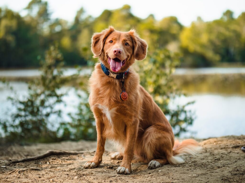 brązowy długo powlekany pies siedzi na brązowej drewnianej kłodzie w ciągu dnia