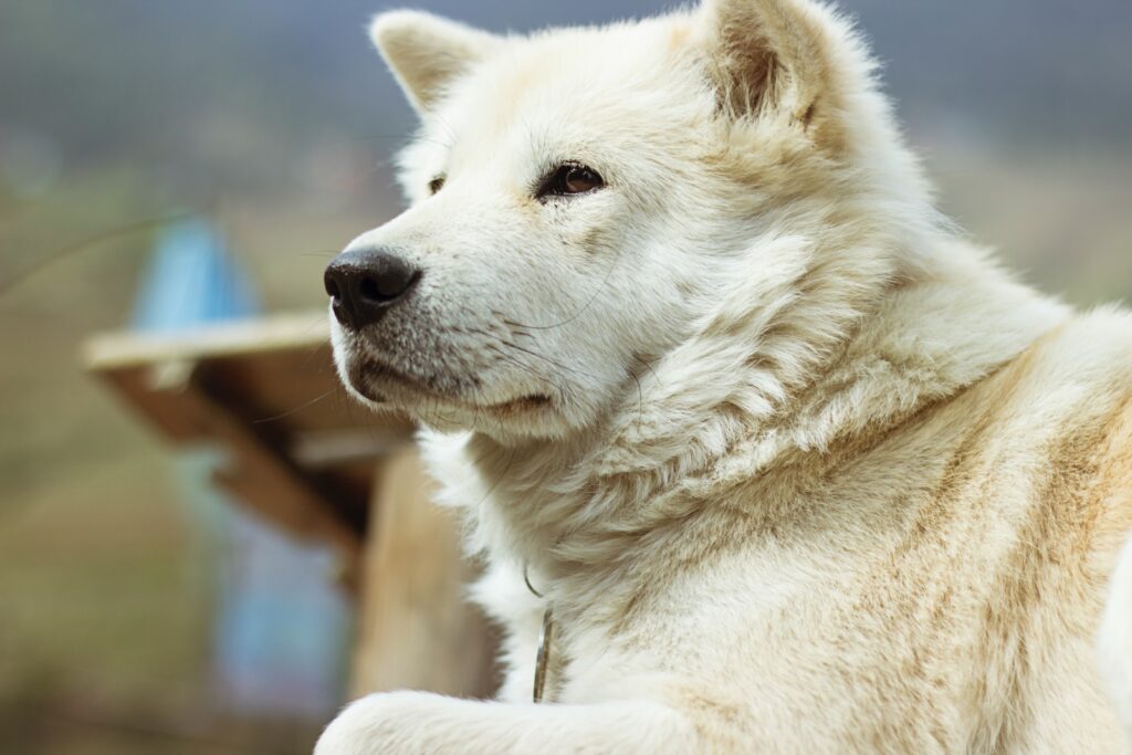 biało brązowy pies o krótkiej sierści