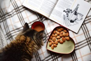Read more about the article Ile razy dziennie karmić kota i ile karmy podać?