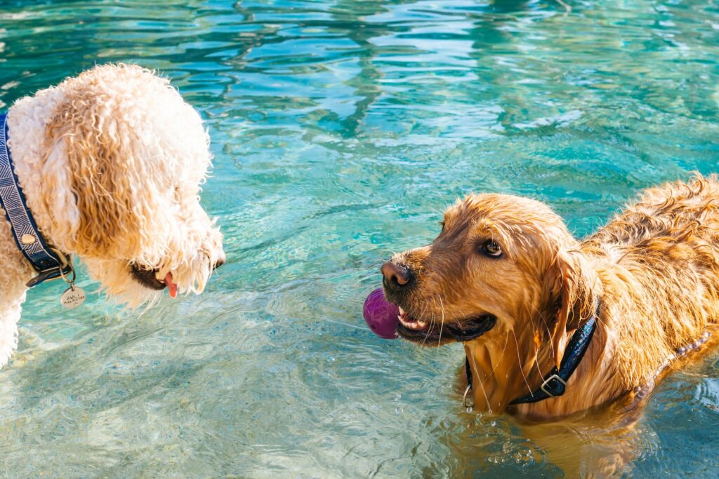 dwa psy bawiące się w basenie