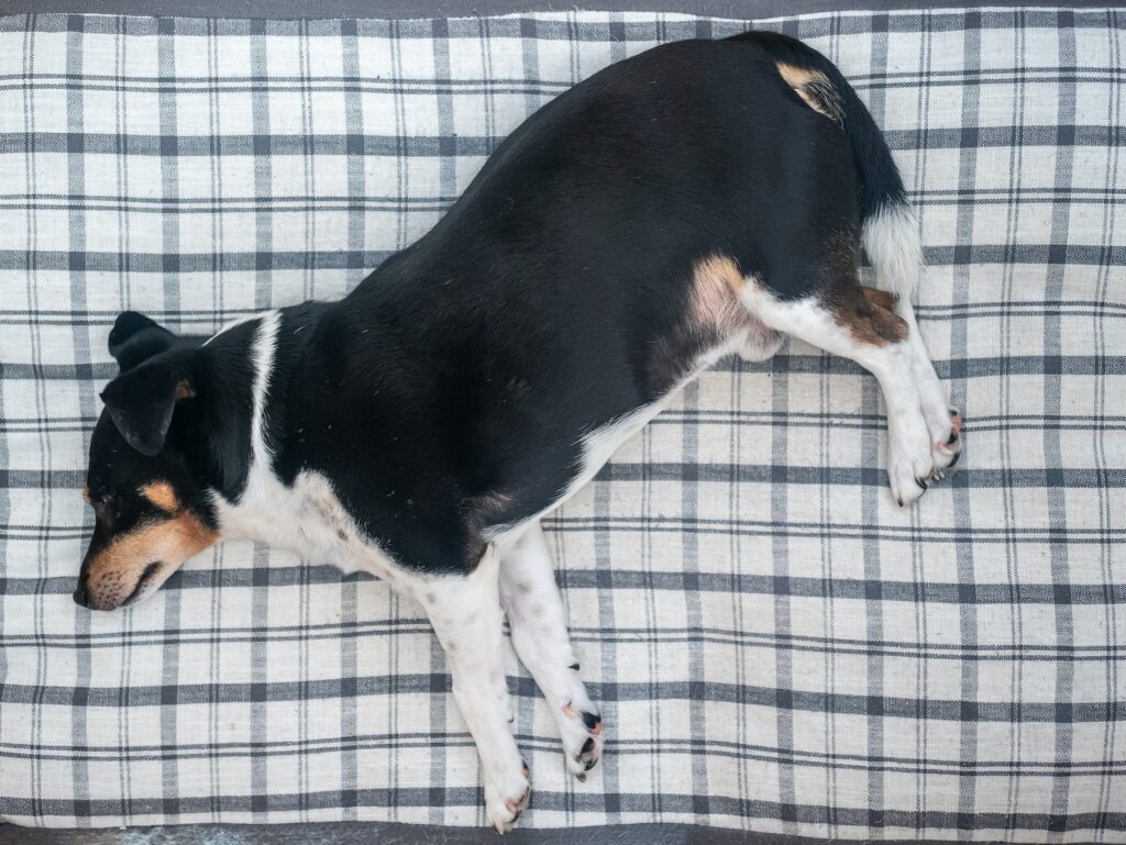 krótkowłosy czarno-biały pies leżący w łóżku