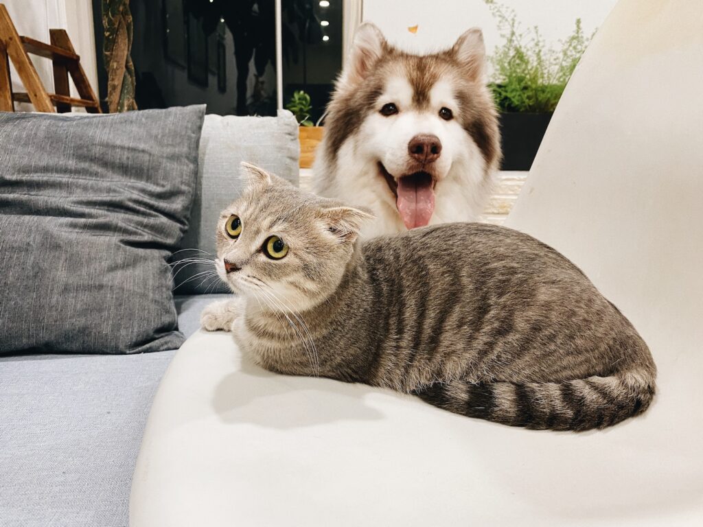 szary pręgowany kot obok krótkowłosego brązowego i białego psa