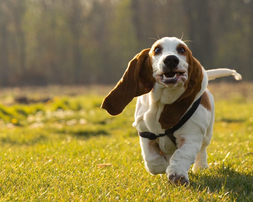 brązowy i biały pies o krótkiej sierści na zielonym polu trawy w ciągu dnia
