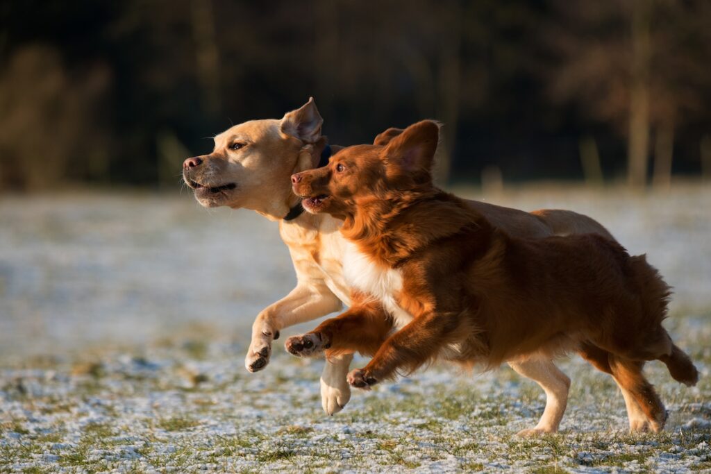 zdjęcie poklatkowe dwóch biegających szczeniąt
