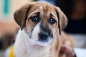 Read more about the article Depresja u psa: Przyczyny, objawy i sposoby leczenia