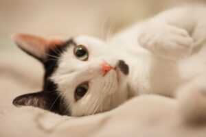 Read more about the article Dlaczego kot mruczy? Wszystko, co powinniście wiedzieć o mruczeniu kota