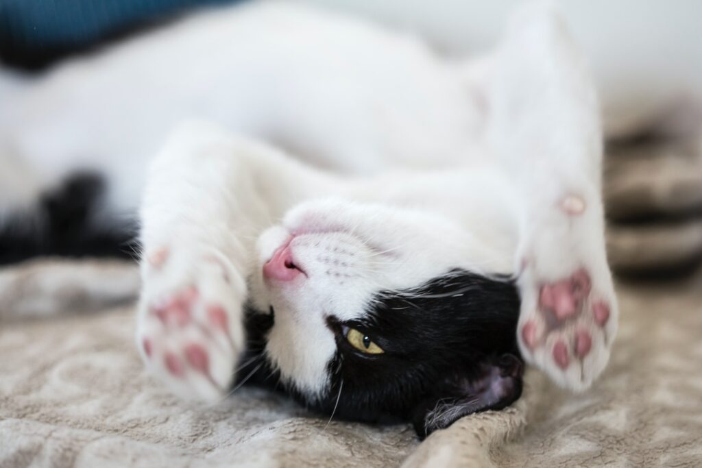 biały i czarny kot leżący na brązowej tkaninie