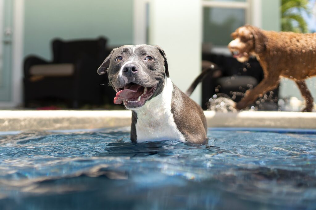 czarno-biały amerykański pitbull terrier mix szczeniak na wodzie