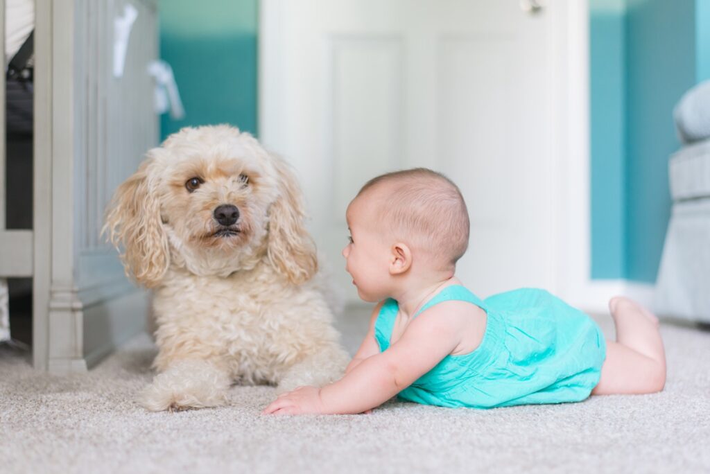 dziecko czołgające się w pobliżu długowłosego brązowego psa w pobliżu drzwi
