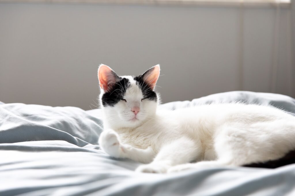 biały i czarny kot na białym łóżku