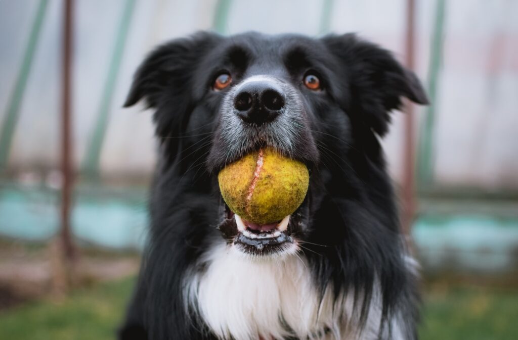 czarno-biały border collie z piłką tenisową w ustach Fotografia zbliżeniowa