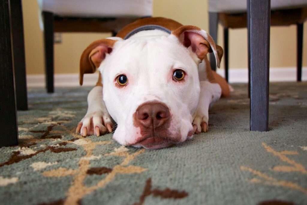 pies leżący na dywanie