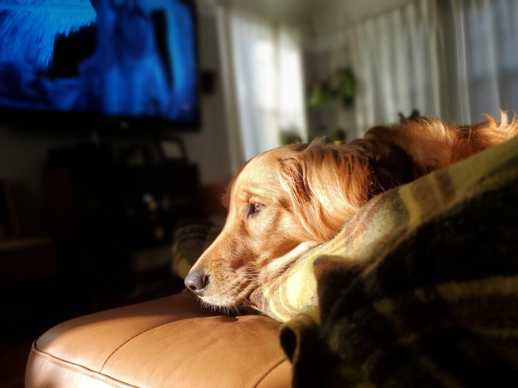 brązowy długowłosy pies leżący na brązowej skórzanej kanapie