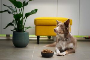 Read more about the article Dlaczego pies nie je? Przyczyny i sposoby radzenia sobie z brakiem apetytu