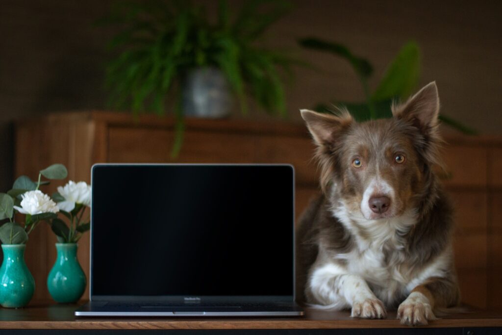 brązowo-biały pies siedzący obok laptopa