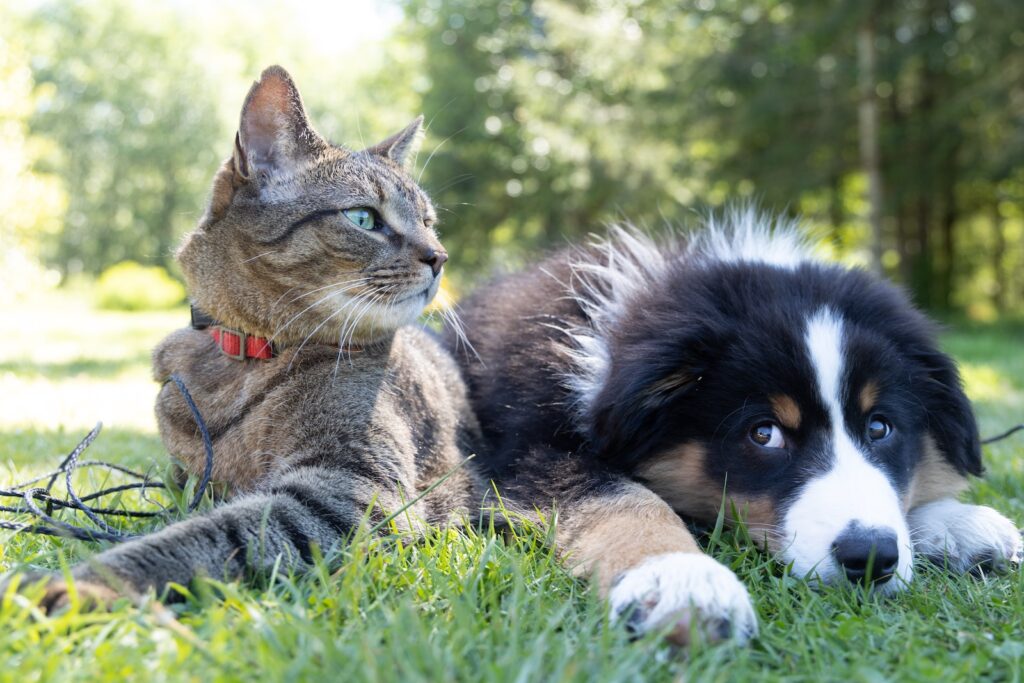 pies i kot leżący na trawie