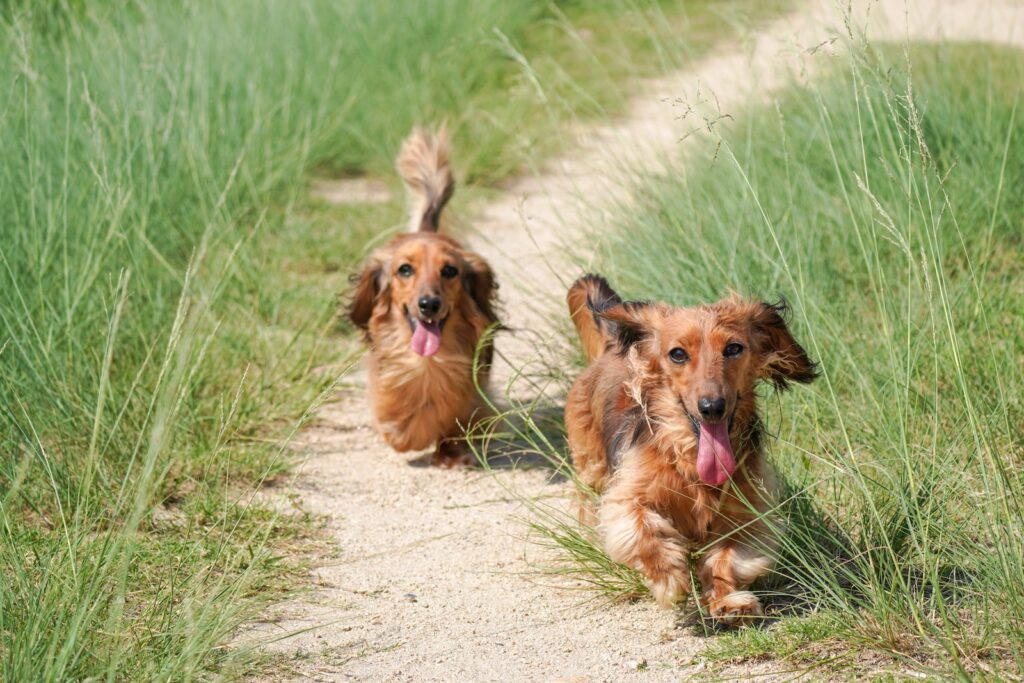 2 brązowe, długo powlekane psy na zielonej trawie w ciągu dnia