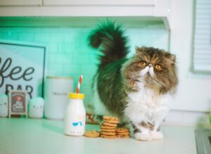 Read more about the article Czy kot może pić mleko? Prawda czy mit?