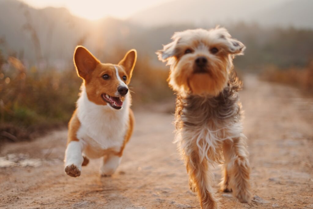 dwa brązowe i białe psy biegające polną drogą w ciągu dnia