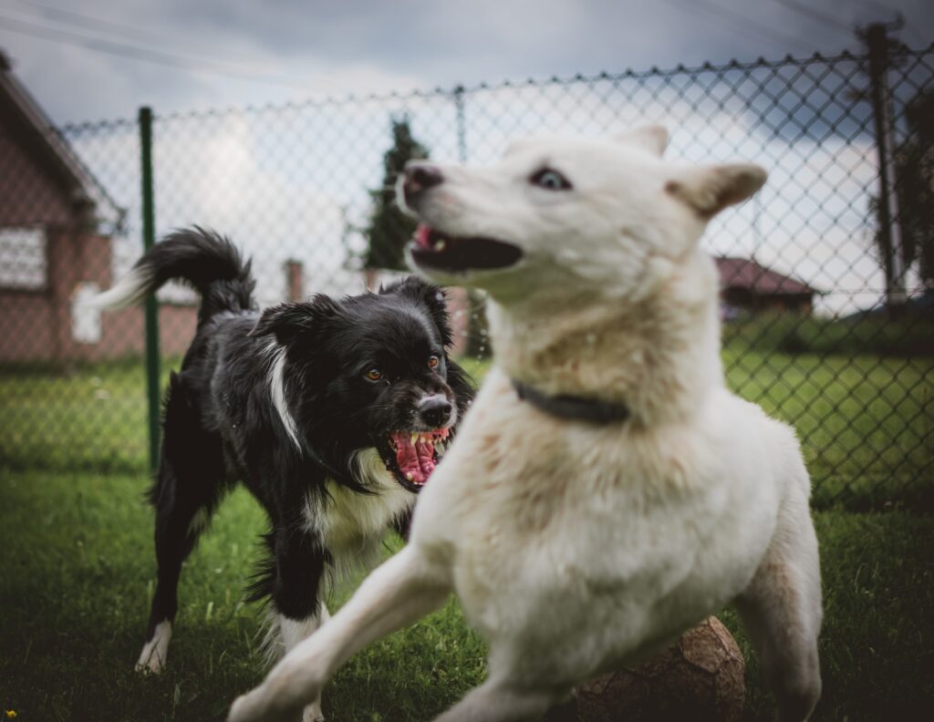 dwa czarno-białe psy w pobliżu ogrodzenia 