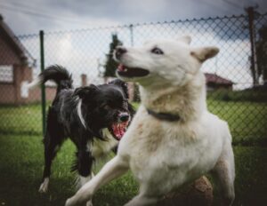 Read more about the article Agresywny szczeniak: Jak postępować z problematycznym psem?