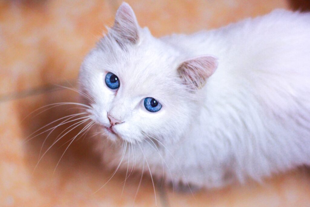 zbliżenie zdjęcie białego kota na podłodze