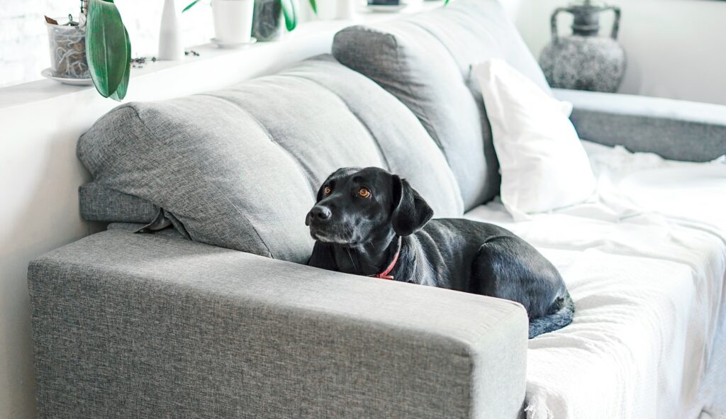 czarny krótkowłosy pies leżący na kanapie